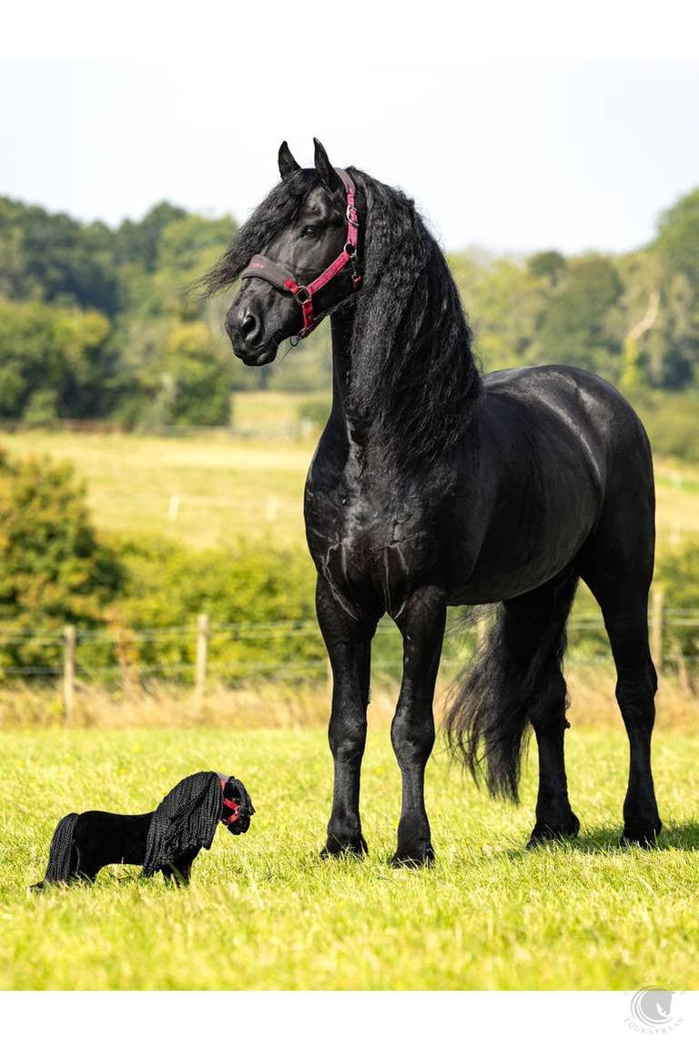 LeMieux Toy Pony Spike