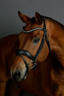  COLLEGIATE COMFITEC OPULUX PADDED DRESSAGE BRIDLE