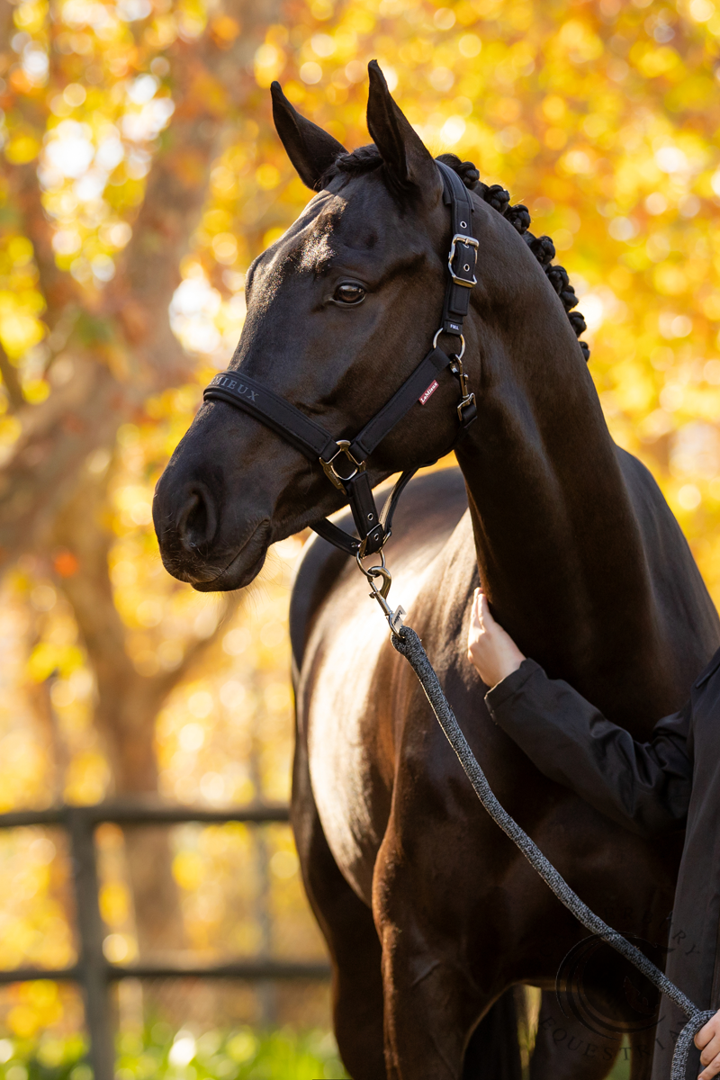 LeMieux Essence Headcollar Black