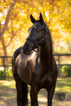 LeMieux Essence Headcollar Black