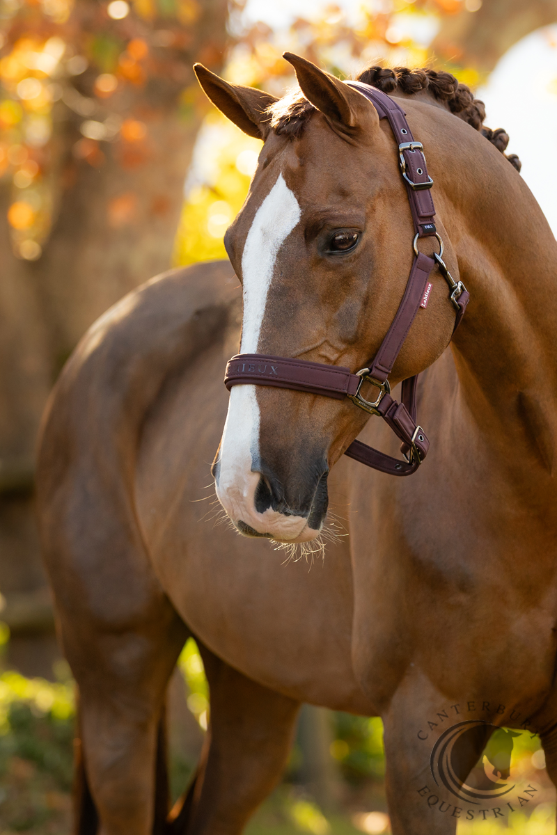 LeMieux Essence Headcollar Damson