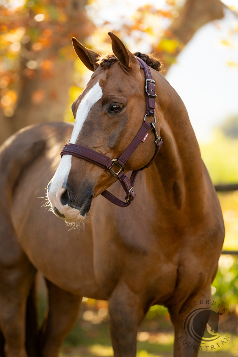 LeMieux Essence Headcollar Damson