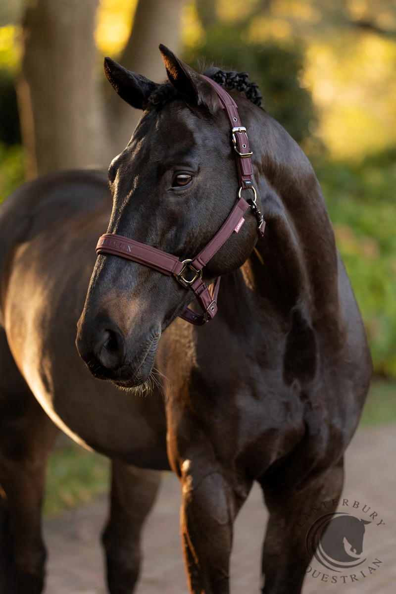 LeMieux Essence Headcollar Damson