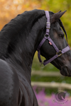 LeMieux Essence Headcollar Juniper