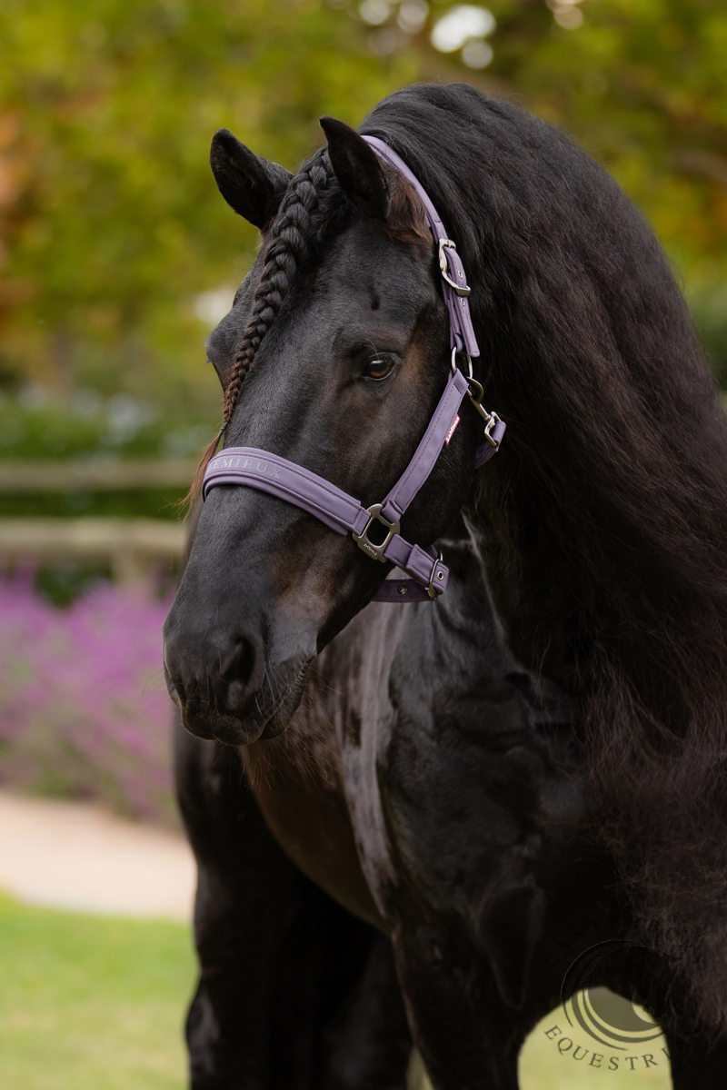LeMieux Essence Headcollar Juniper