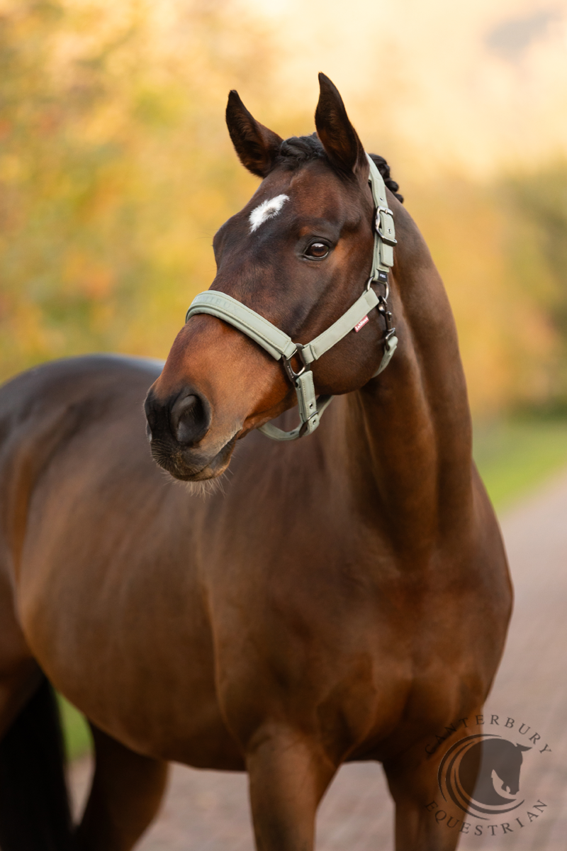 LeMieux Essence Headcollar Rosemary