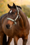 LeMieux Essence Headcollar Rosemary