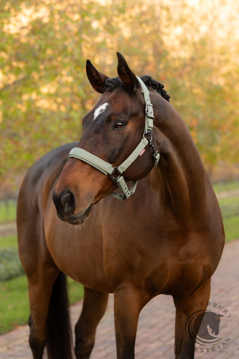 LeMieux Essence Headcollar Rosemary