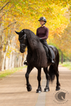 LeMieux Essence Dressage Square Black
