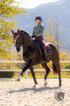LeMieux Loire Classic Dressage Square Damson