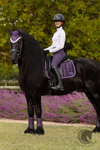 LeMieux Loire Classic Dressage Square Juniper
