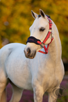 LeMieux Mini Vogue Headcollar & Leadrope Cranberry