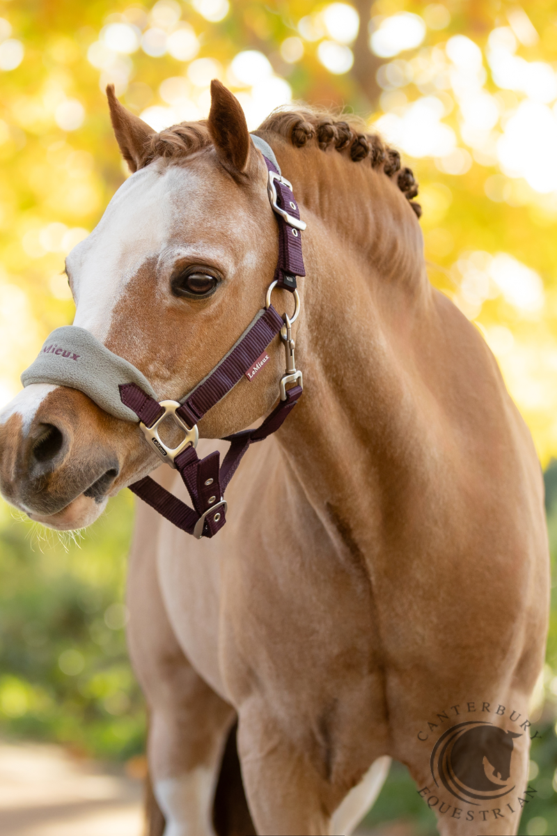 LeMieux Mini Vogue Headcollar & Leadrope Damson