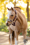 LeMieux Mini Vogue Headcollar & Leadrope Damson