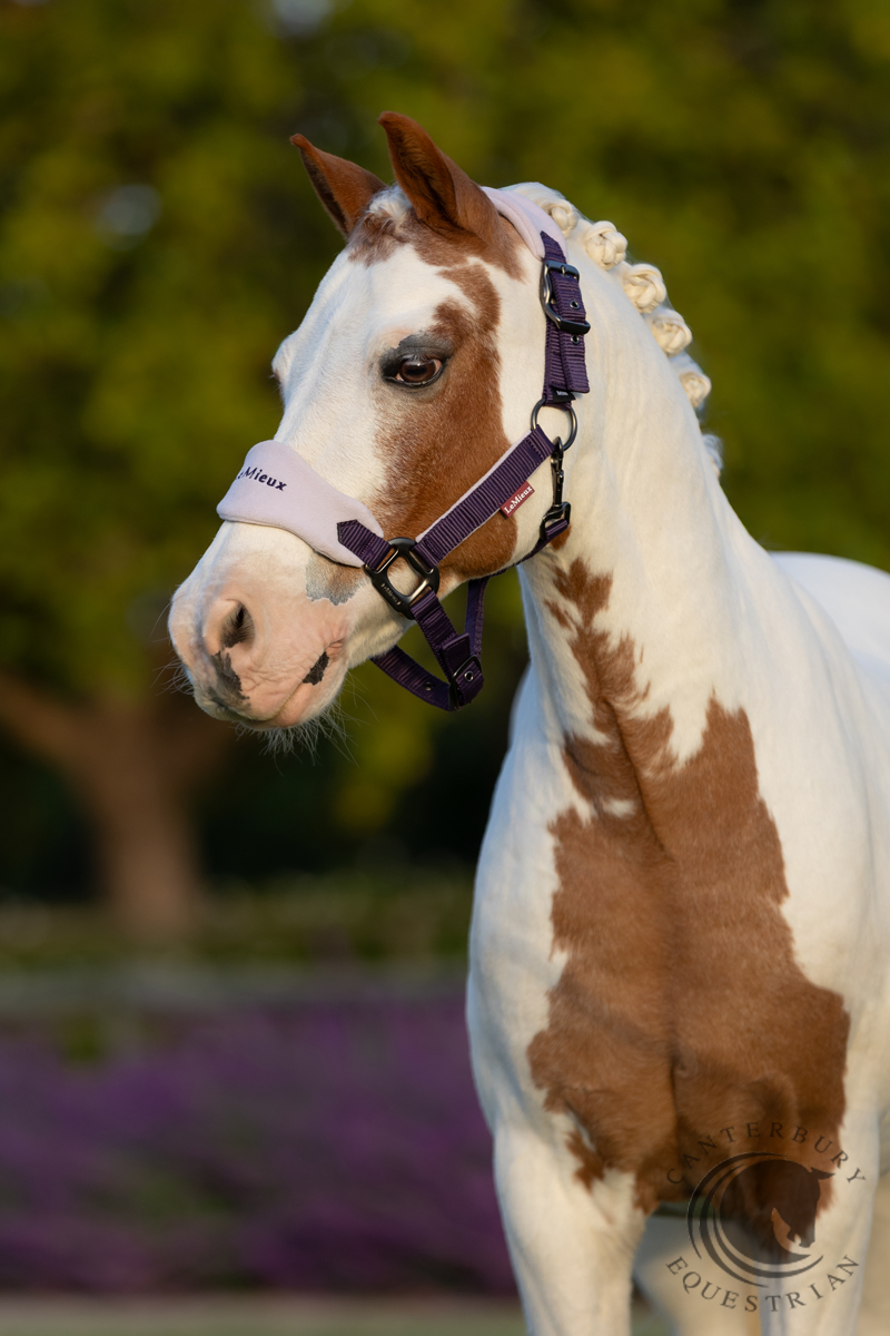 LeMieux Mini Vogue Headcollar & Leadrope Juniper
