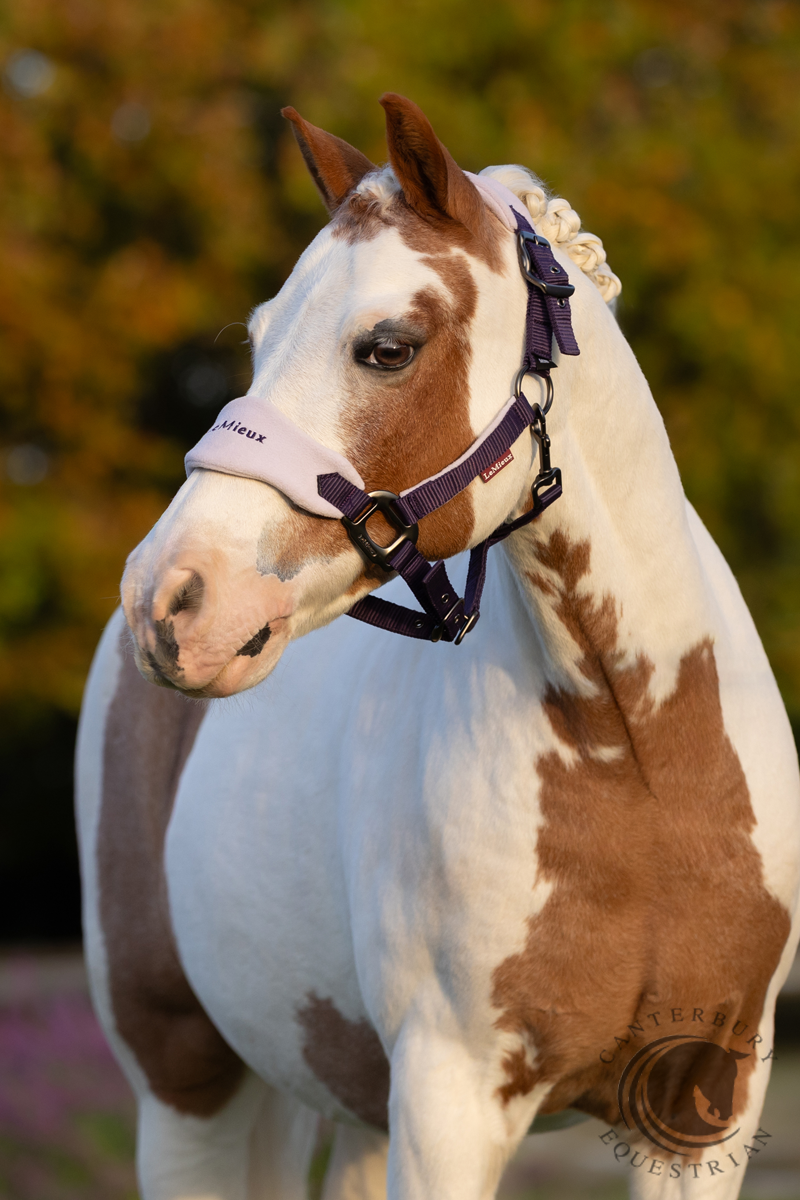 LeMieux Mini Vogue Headcollar & Leadrope Juniper