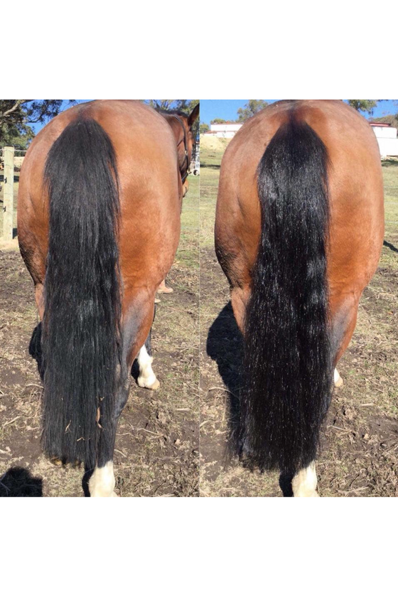 Hairy Pony 2 in 1 Detangle and Shine - Original