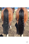 Hairy Pony 2 in 1 Detangle and Shine Watermelon