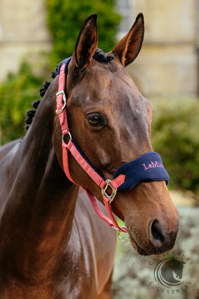 LeMieux Vogue Headcollar & Leadrope Cranberry