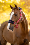LeMieux Vogue Headcollar & Leadrope Cranberry