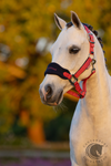 LeMieux Vogue Headcollar & Leadrope Cranberry