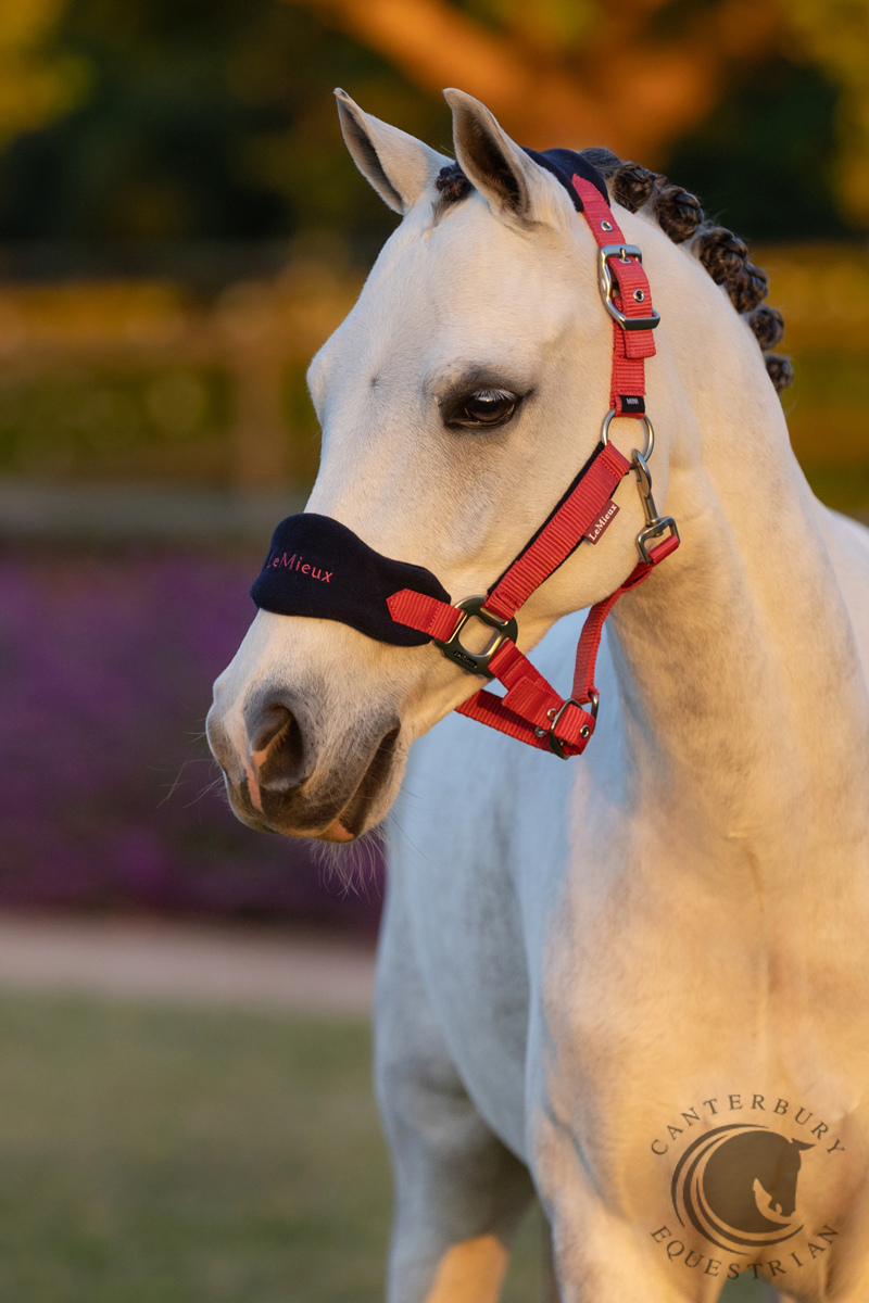 LeMieux Vogue Headcollar & Leadrope Cranberry