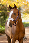 LeMieux Vogue Headcollar & Leadrope Juniper