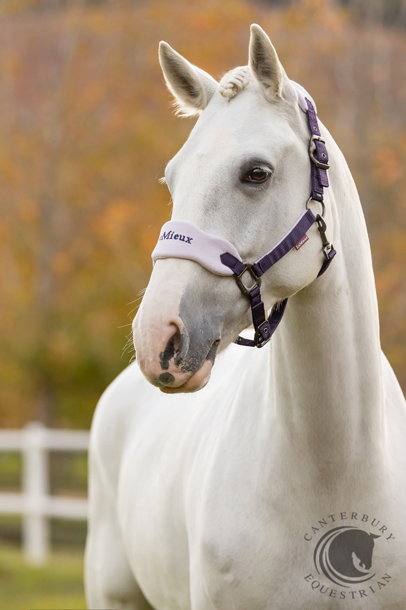 LeMieux Vogue Headcollar & Leadrope Juniper