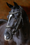 LeMieux Kudos Contour Flash Bridle Black