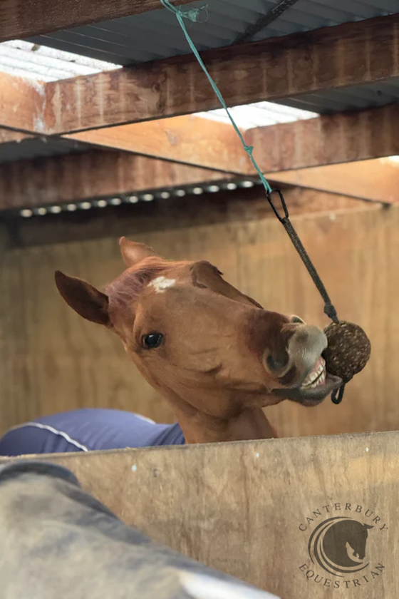 Health Horse Stay Ball