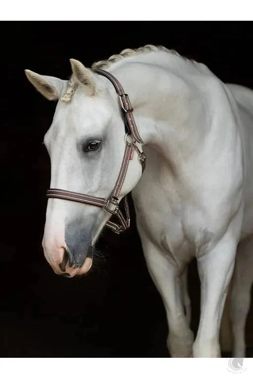 LeMieux Essential Safety Yard Headcollar