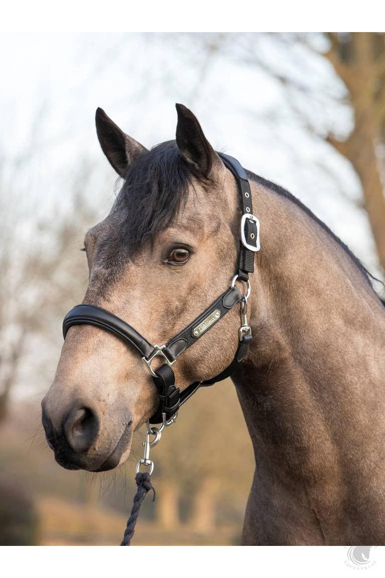 LeMieux Capella Headcollar Black