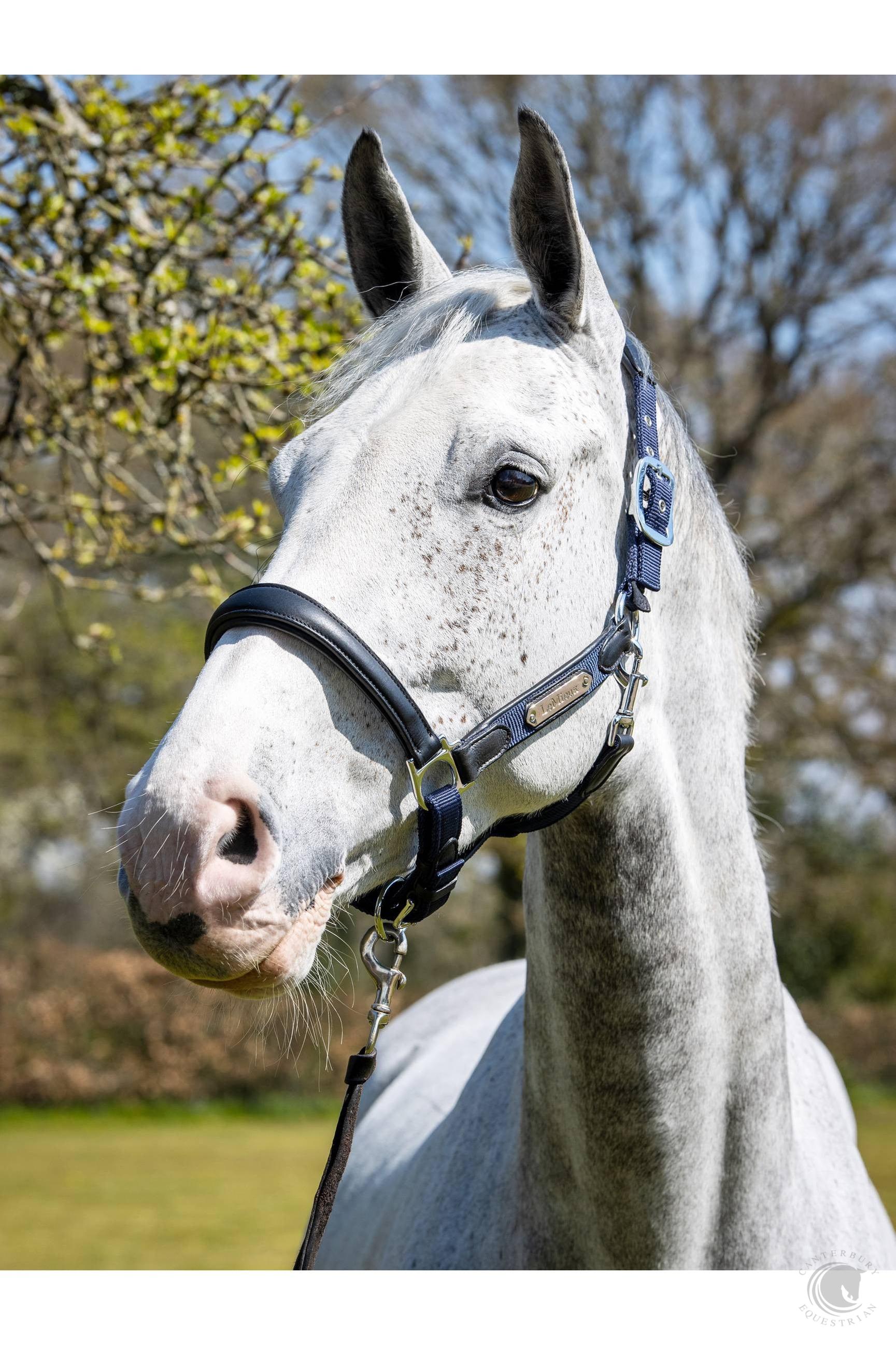 LeMieux Capella Headcollar Navy