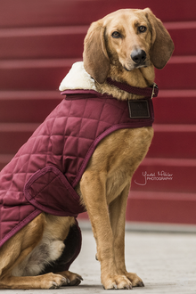  Kentucky Dog Coat Bordeaux
