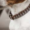 Kentucky Dog Collar Triangle