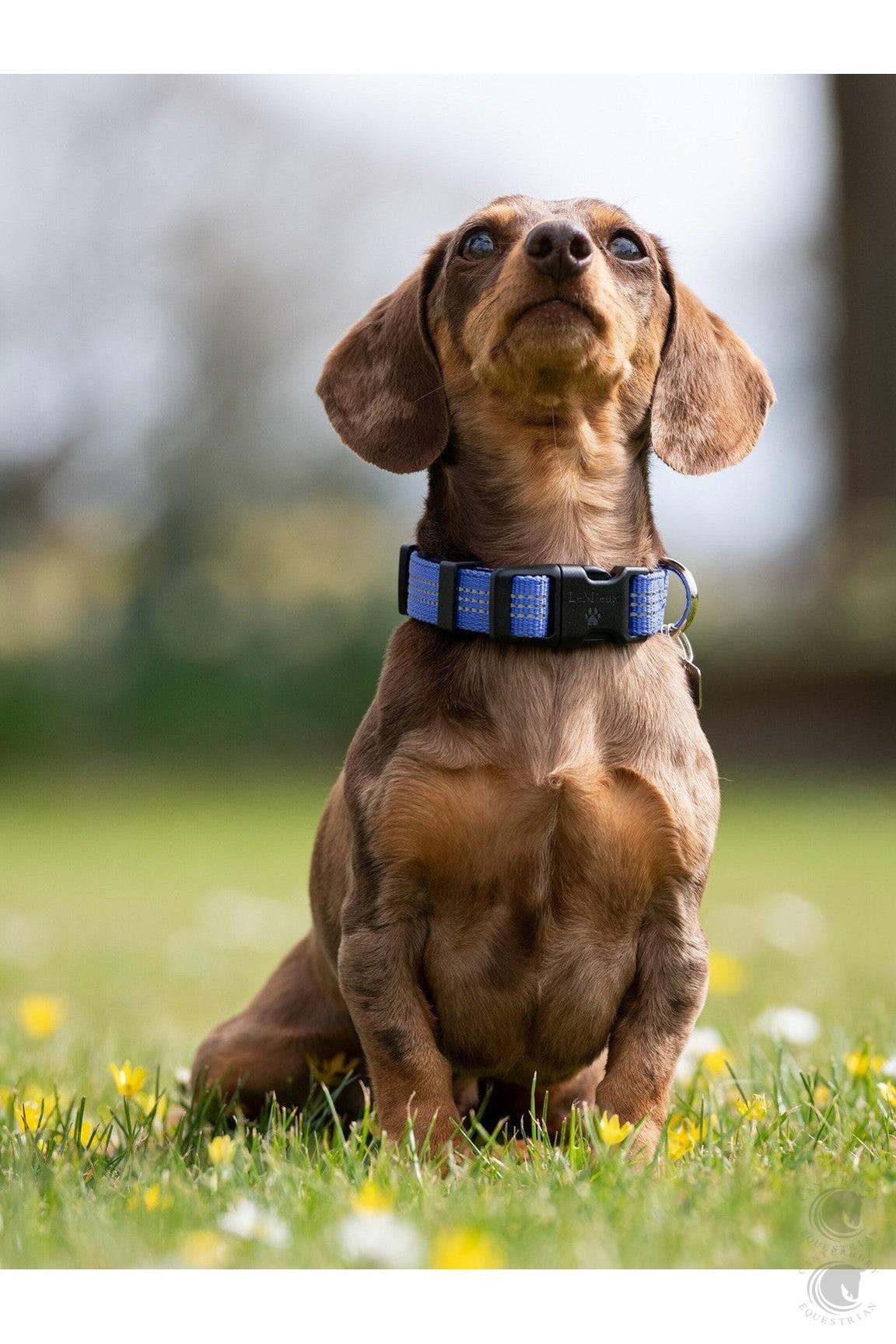 LeMieux Dog Collar Henley