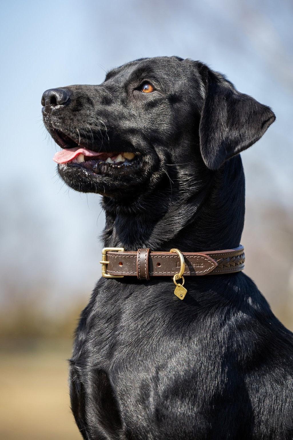 LeMieux Dog Collar Chelsea Mahogany
