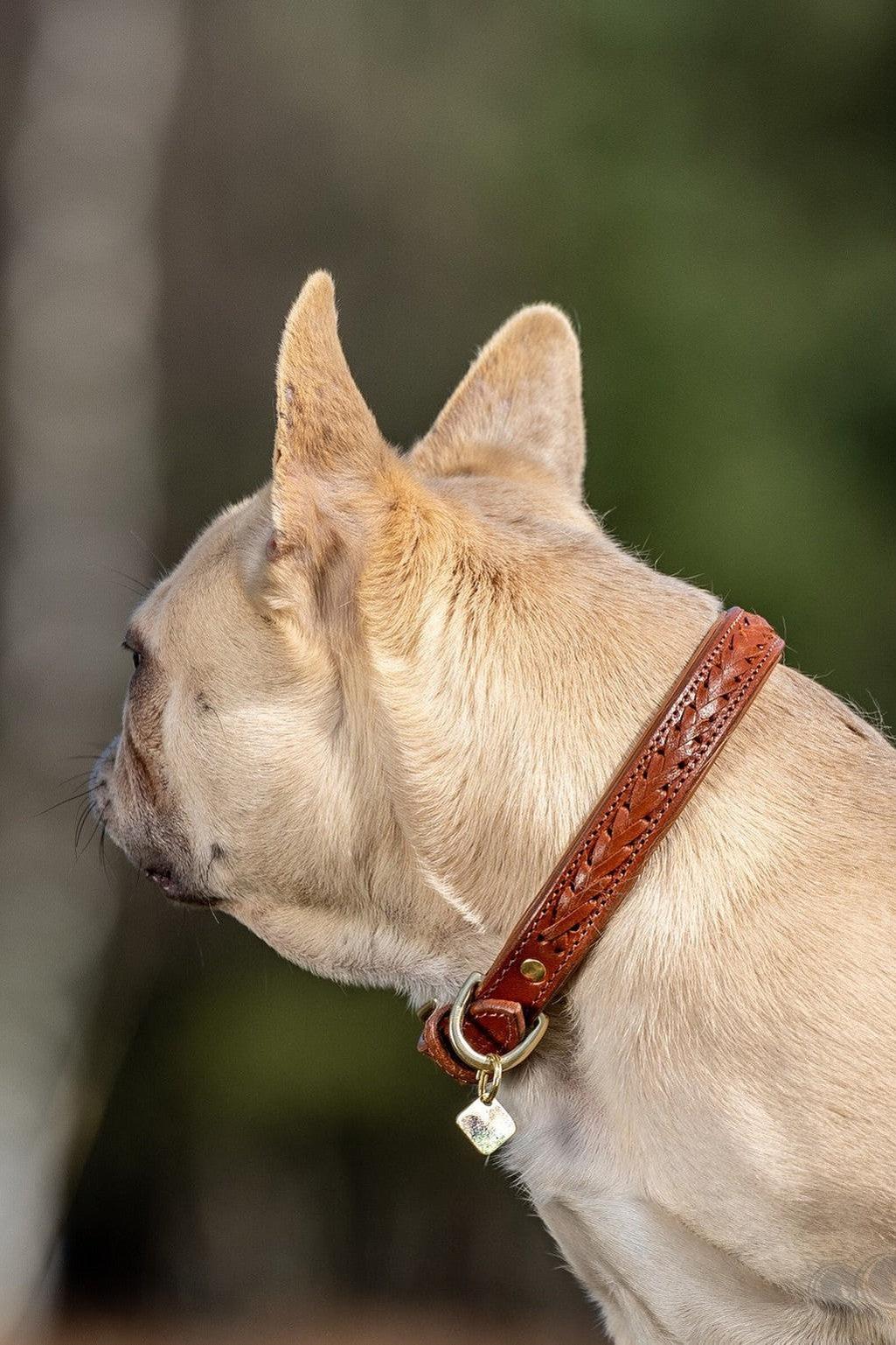 LeMieux Dog Collar Chelsea Tan