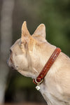 LeMieux Dog Collar Chelsea Tan