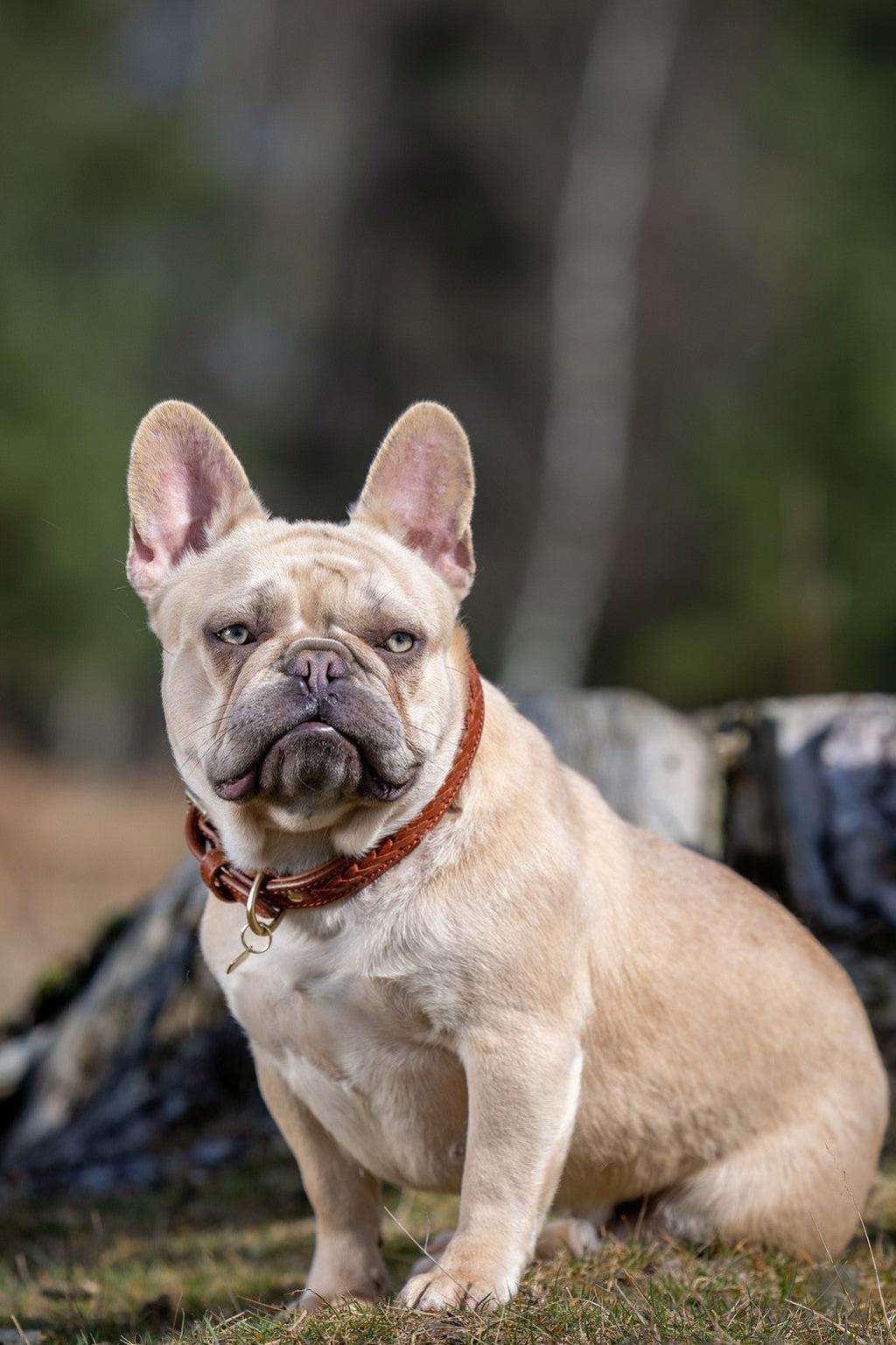 LeMieux Dog Collar Chelsea Tan