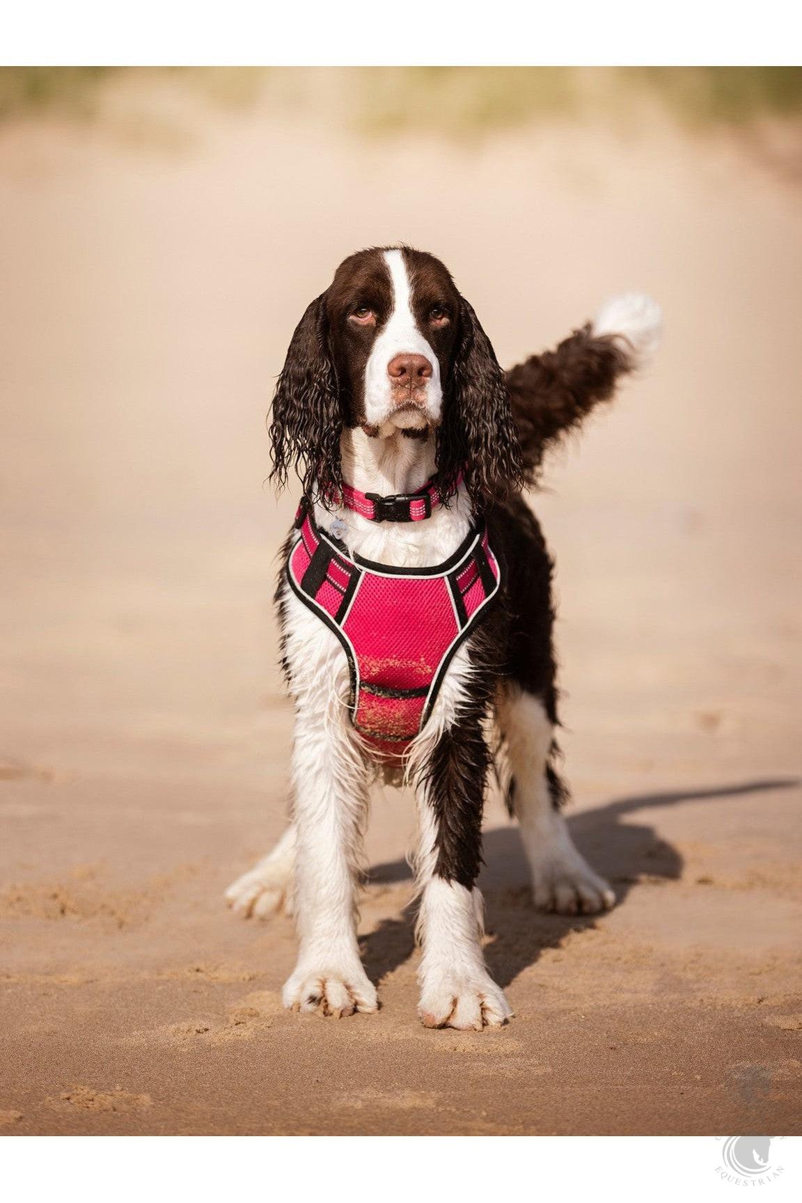 LeMieux Dog Collar Henley
