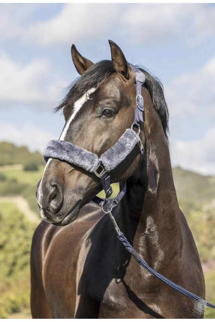 LeMieux Comfort Headcollar 4 colours